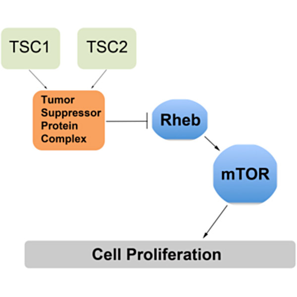mTOR regulation.jpg